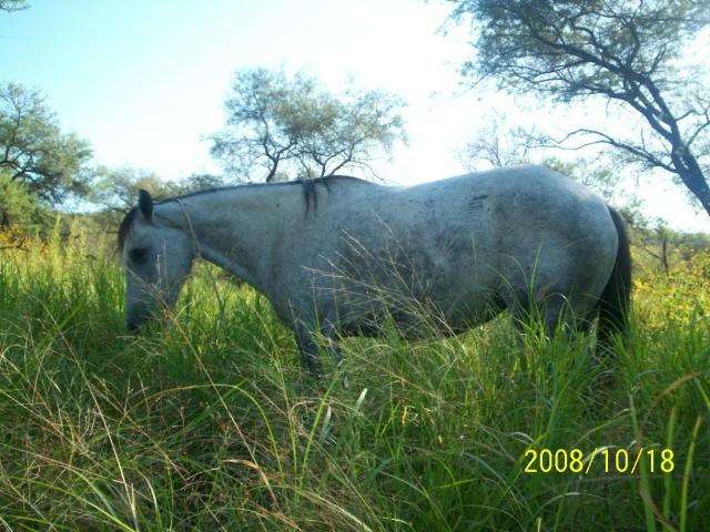 MI CABALLO