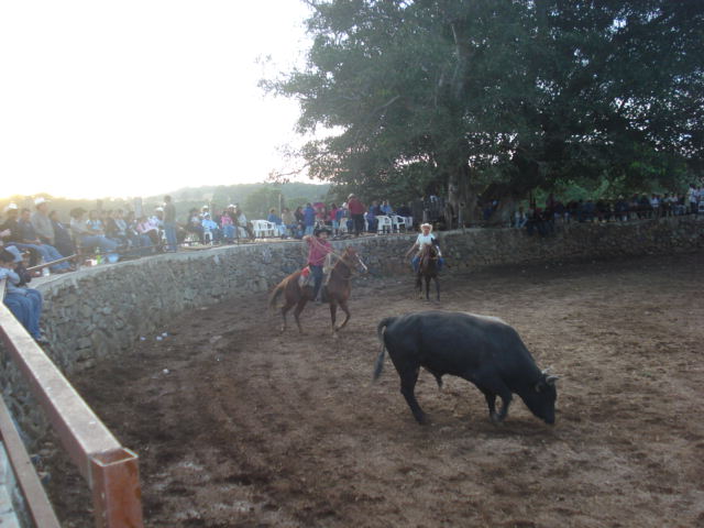 Toros agua bola