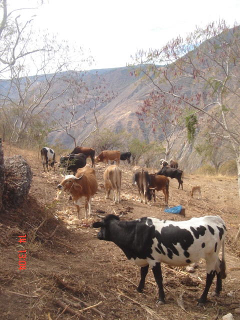 vacas 