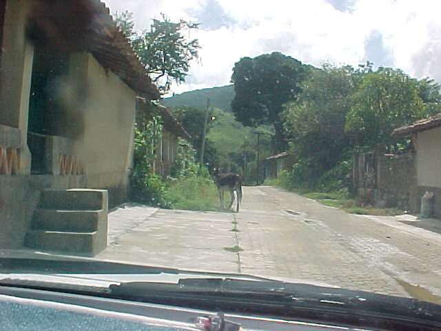 calle de zacatancillo 