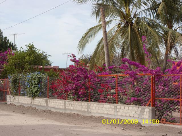 colores de capomas