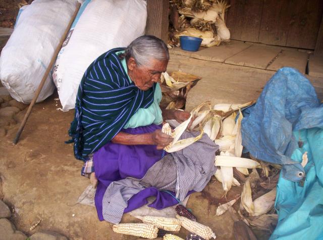 Abuela deshojando masorcas