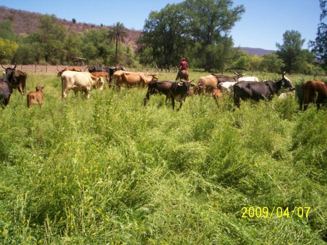 VACAS EN PASTOREO