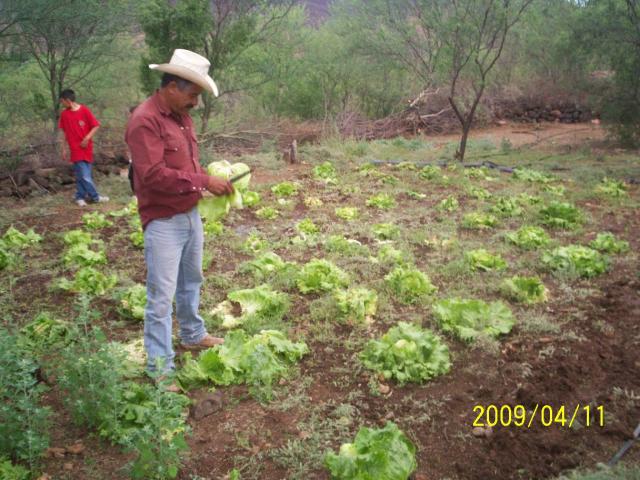 COSECHANDO