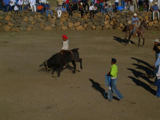 jaripeo