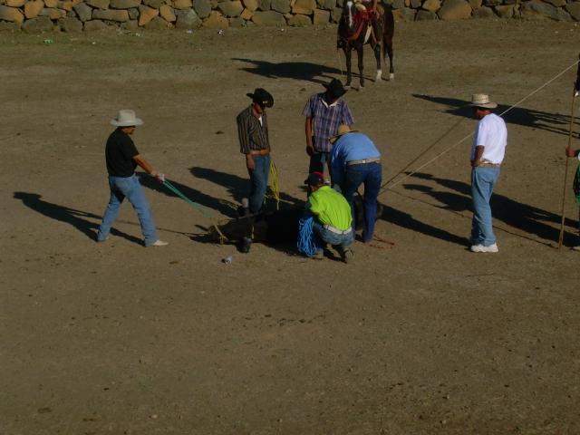 jaripeo la alberca