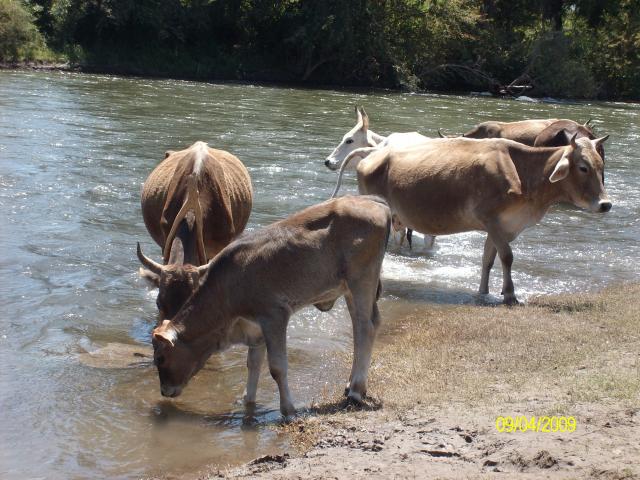 VACAS EN EL RIO DE MARIPA