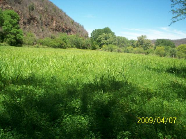 Paisaje de Sabinos