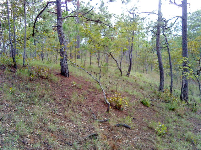 Bosque de Pascala en Cuadrilla Vieja